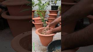 Growing kaner plant  Oleander Planting Oleander plant brought from the nursery gardening shorts [upl. by Cutcliffe333]