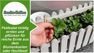 Feldsalat 🥗 richtig ernten schneiden und pflücken 🤏 für reiche Ernte aus Blumenkasten oder Hochbeet [upl. by Glynas]