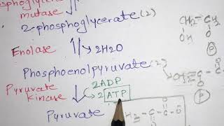 Glycolysis pathway explained with structures Embden Meyerhof Parnas pathway PASS the NEET NET [upl. by Windham734]