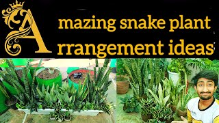 Amazing snake plant arrangement ideasSnake plant growing tips [upl. by Aehsel]