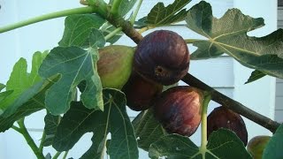 Growing Fig Trees in the South [upl. by Nnaitsirhc]