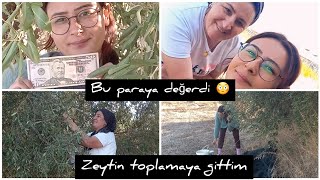 BU PARAYA KAÇMAZDI 😳YEVMİYEYLE ZEYTİN TOPLAMAYA GİTTİM ❗️YEMEKTE KAVURMA VARDI🥰 [upl. by Ttam568]