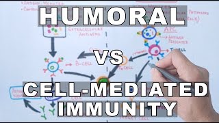 Humoral and Cell Mediated Immunity [upl. by Sanbo]