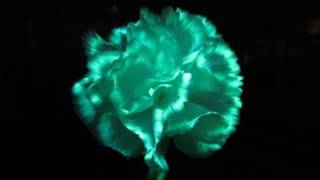 Make Flowers Glow In The Dark with highlighter fluid and UV light [upl. by Idden]