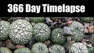 Astrophytum Asterias Super Kabuto 366 Day Timelapse [upl. by Fredek]