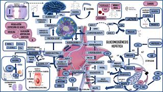 GLUCONEOGÉNESIS HEPÁTICA A PARTIR DE GLICEROL Y AMINOÁCIDOS [upl. by Imoen]