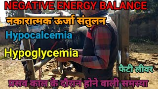 Hypoglycemia in buffalo  HypocalcemiaNegative energy balance in cowketosis in buffalofatty liver [upl. by Dunson]