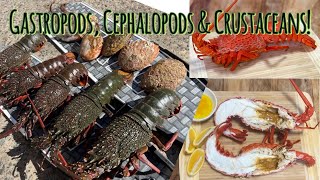 Catch and Cook Lobsters Abalone and Octopus South Coast Trifecta [upl. by Bum]