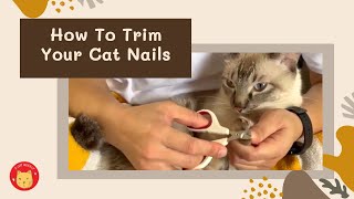 Cat Grooming How To Trim Your Cat Nails [upl. by Llerehc]