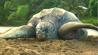 Sea Turtle Nesting Video [upl. by Ebbarta897]