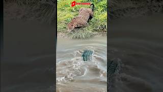 TRIK BUAYA BERKAMUFLASE DENGAN AIR MENGINTAI JAGUARanimals crocodile tiger vidioshort [upl. by Press]