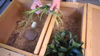 How To Setup A Tortoise Habitat  Marginated Tortoise Hatchling [upl. by Kral]