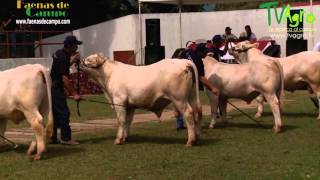 6° Feria Exposición Nacional Charolais Casanare Colombia  TvAgro por Juan Gonzalo Angel [upl. by Elmaleh]