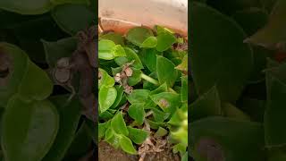 song music newsong arijitsingh ost love garden explorethebeautyofnature indoorplants indoo [upl. by Cappella]