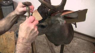 Testas Taxidermy Tips  Mounting a Deer Head Part 4 [upl. by Pfeffer]