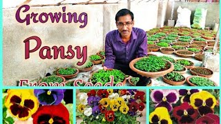 पैंसी फुलो के पौधे बीज से कैसे ग्रो करें  Growing Pansy Flower plants from Seeds [upl. by Dlorag]