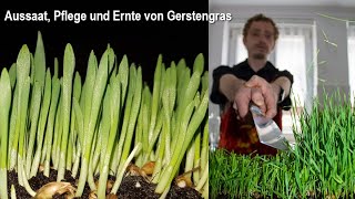 Aussaat Pflege und Ernte von Gerstengras  leckeres Rezept [upl. by Anma]