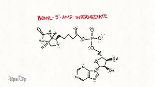 ENZYME TALE  Biotin AcetylCoACarboxylase Ligase [upl. by Nadirehs570]