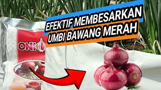 Mengejutkan  bahan organik ini bisa memperbesar umbi bawang merah [upl. by Assila]