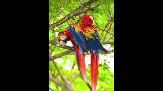 Scarlet Macaw [upl. by Secrest]