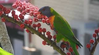 Lorikeets and Honeyeaters feeding on Umbrella tree nectar [upl. by Kcerred120]