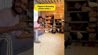 Pigeons🕊️ breeding setup ready😍 petlover minivlog pigeonvlogger birds pigeon kabutar [upl. by Emile]