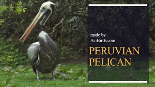 Peruvian Pelican Pelecanus Thagus [upl. by Leitnahs]