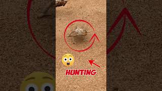 desert horned lizard hunting insects 😱  shorts [upl. by Bitthia]