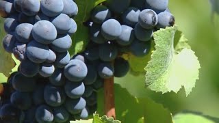 Celebrate with Oregon wine this World Malbec Day [upl. by Goldston]