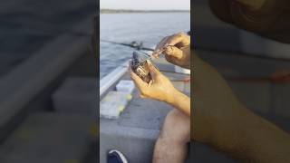 Bridle Rigging 1lb bluegill for monster blue cats and striped bass fishing fishinglife [upl. by Arymas832]