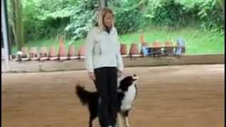 Selezione mondiali obedience 2014 Valentina Balli [upl. by Ottinger]