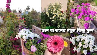 Winter Garden TourWinter Terrace Gardenআমার ছাদ বাগানের নতুন কিছু ফুলছাদ বাগান করার পদ্ধতি [upl. by Monahon839]