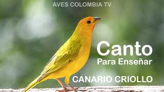 Canto de CANARIO CRIOLLO Para Enseñar [upl. by Carolynne]