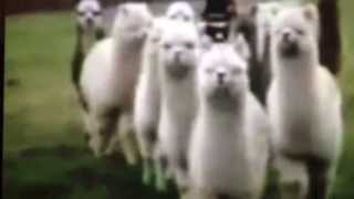 Alpaca ft Clique [upl. by Markus]