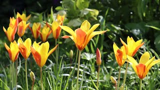 Tulip clusiana var chrysantha  FarmerGracycouk [upl. by Adolphus]