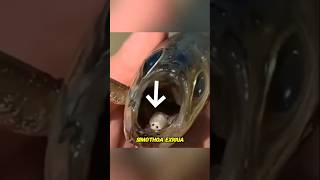 👉Tongue Eating Parasite😱😲👈 animals fishing [upl. by Nilyac]