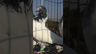 Awesome spring grobag pigeon kabutar springshorts [upl. by Lamont913]