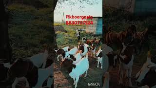 Boer goats available at Rkboergoats golegaon TQ khultabad dist chhatrapati sambhajinagar Maharashtra [upl. by Calida]