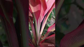 Dracaena plant  leaves in my garden  shorts [upl. by Althee640]