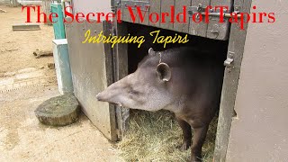 Intriguing Tapirs The Secret World of Tapirs Amazing Animal on mentor world [upl. by Disario]