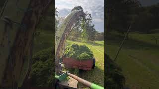 Flail Chopping Alfalfa With The Farmall H [upl. by Ettennan]