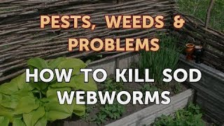 How to Kill Sod Webworms [upl. by Arec408]