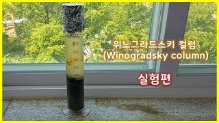 위노그라드스키 컬럼Winogradsky column 실험편 [upl. by Leakcim624]