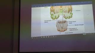 Neuroanatomy 1  Introduction  part 1 by by Dr Wahdan [upl. by Arihsa]