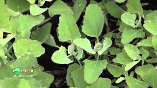 Weed of the Week 684Lambsquarters Air Date 51511 [upl. by Ahcarb]