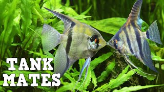 Top 10 Tank Mates For Freshwater Angelfish [upl. by Bailey744]