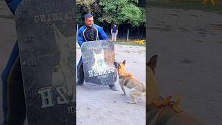 🔥Malinois Attack🛡 STRAZHODESSA Dog trainer aggressive dogs Odessa [upl. by Edylc115]