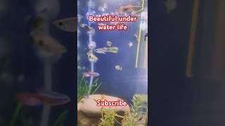 Planted tank setup guppy neontetras zebrafish fish aquarium goldfish betta pets music [upl. by Ten104]