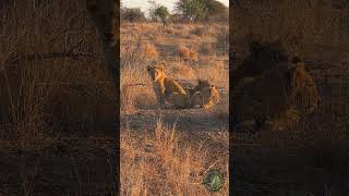 Kruger National Park  Lion Cubs [upl. by Blas374]