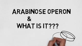 arabinose operon [upl. by Miranda]